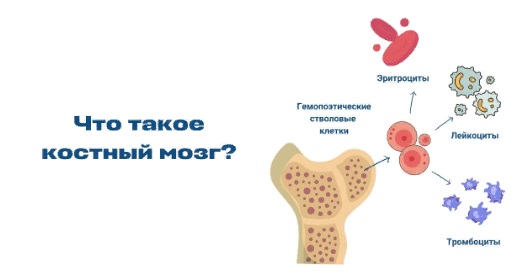 Костный мозг это